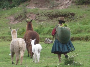 March 2012 Peru Trip 176